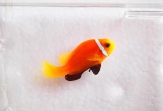 モルディブアネモネフィッシュ