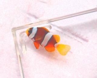 ۥ磻ȥ֥顼