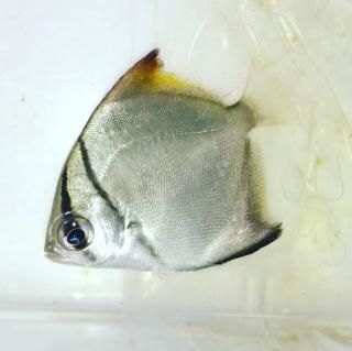 �ҥ�ĥХᥦ��