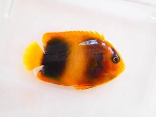 �������ȥ��եꥫ�󥨥󥼥�