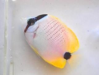 ߥåɥɥХե饤