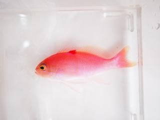 롼ͥȥƥ
