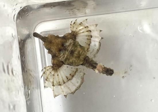 ウミテング 乾燥標本①　海　魚　レア　標本 ウミテング 乾燥標本① 海 魚 レア 標本