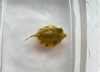 饯ϥե