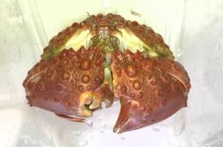 ヤマトカラッパ 幼体