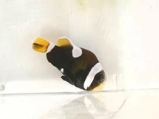 磻ɥХɥͥͥեå塡쥮顼Х