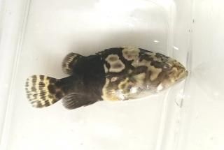 롼ѡ