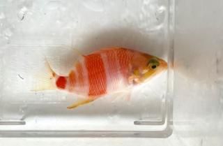 ޥϥʥ