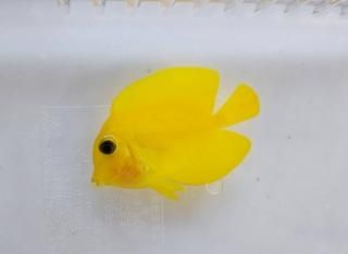 ˥