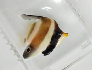 ߥʥߥϥƥ