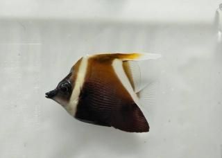 ĥΥϥƥ