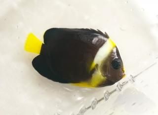 ѥ˥ե
