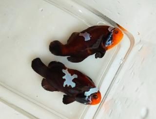 ߥåɥʥȥ饤ȥ˥󥰡ڥ