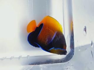 ʥޥå