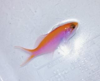 ͥϥʥޡ