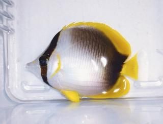 ޥХե饤