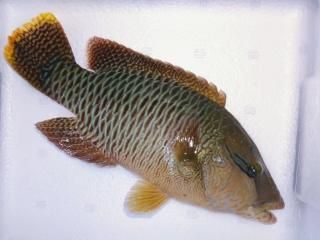 ʥݥ쥪եå