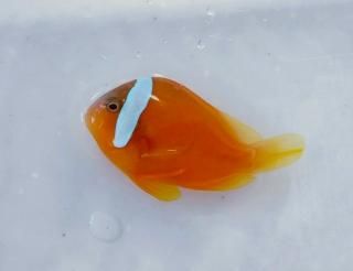 Х٥꡼ͥͥեå