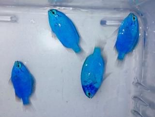 良質  タテジマキンチャクダイ terra AQUA - ML 幼魚 その他