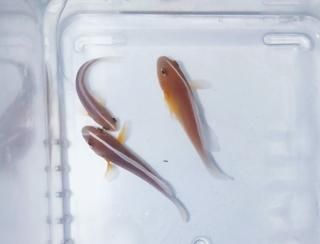 󥯥ͥͥեå塡եߥ꡼