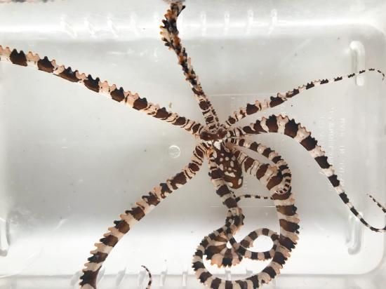 ⭐︎オクトパス sddefault.jpg