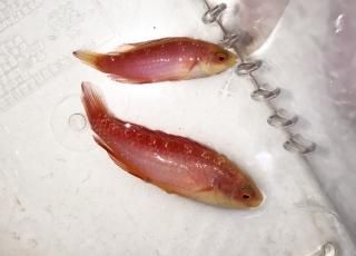 ϥ磻ե졼饹ڥ