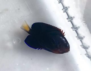 㥤å