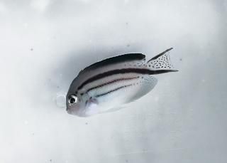 ���ƥ��ޥ�å�