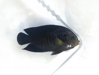 イエローフィンエンゼル