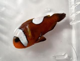 トウアカクマノミ