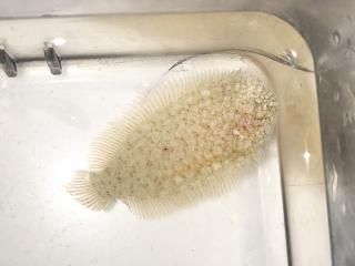 ॹᥦΥ