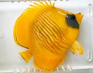 ǥХե饤LL
