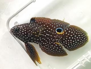 シモフリタナバタウオ