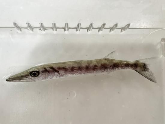 レア！オニカマス（バラクーダ）頭骨 ☆即納☆レア！オニカマス