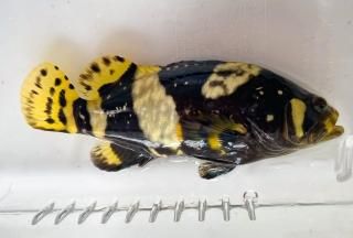 ジャイアントグルーパー タマカイ 幼魚 M