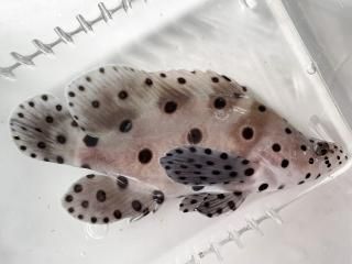 饵ϥL