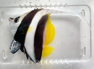 ϥƥML