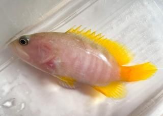 ϥsp
