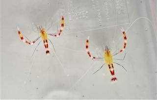 キイロオトヒメエビ ペア