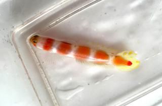 饴ӡ