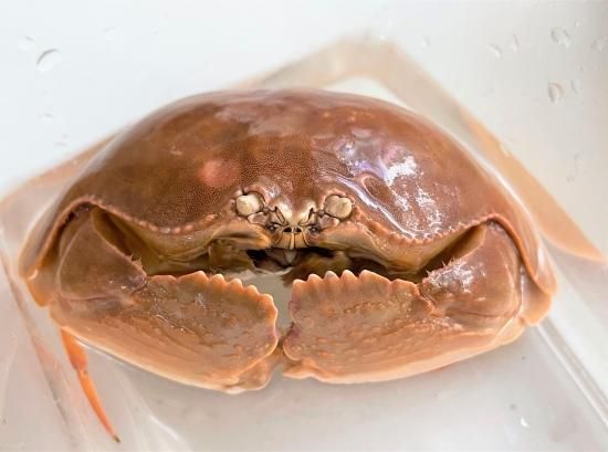 マルソデカラッパ - AQUA terra