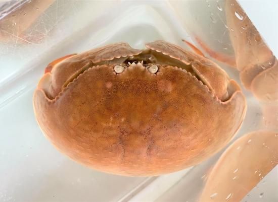 マルソデカラッパ - AQUA terra