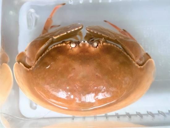 マルソデカラッパ - AQUA terra