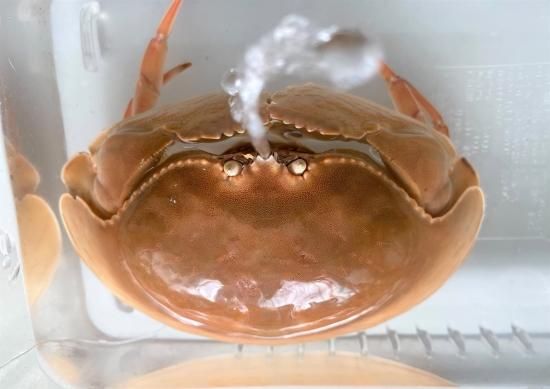 マルソデカラッパ - AQUA terra