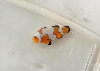 Ρե졼˥