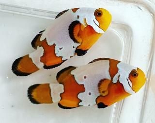 Ρե졼˥ڥ