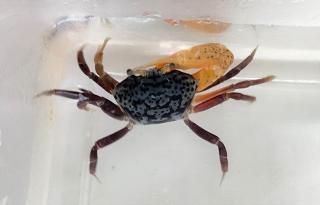 ޥ饷ޥͥ