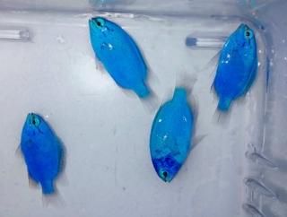 ルリスズメ 5匹セット