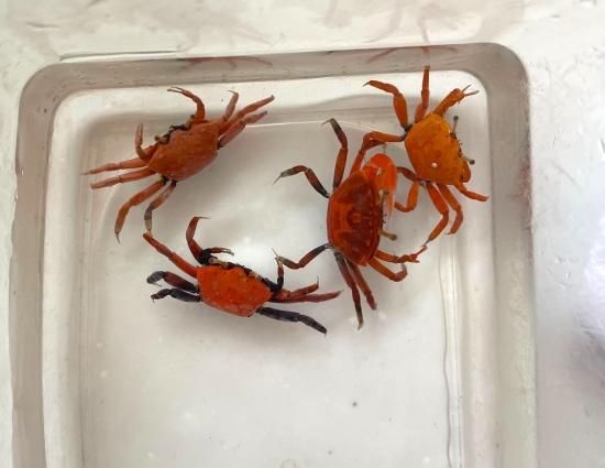 生物細密画（水彩）「シオマネキ」 水彩画 生物細密画「ベニシオマネキ」 真作