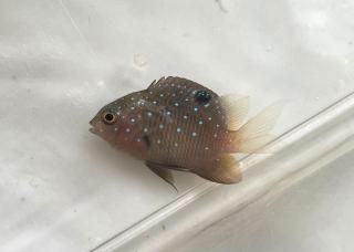 ۥ